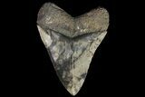 Serrated, Fossil Megalodon Tooth - South Carolina #113302-1